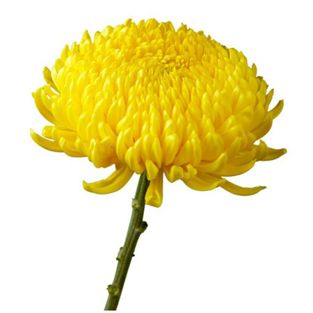 Imagen de Crisantemo Sigo  (Unidad)