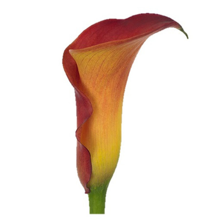Imagen de Cala de Colores (Unidad)