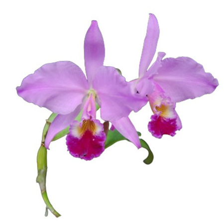 Imagen de Flor Orquidea Cattleya (Unidad)